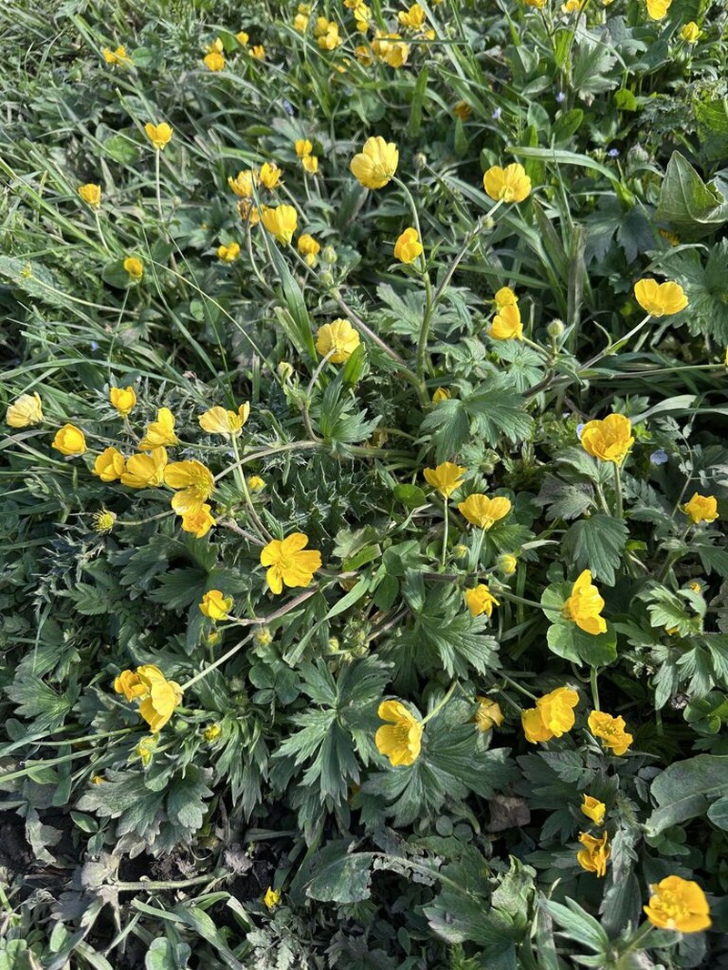 Ranunculus grandiflorus photo 8