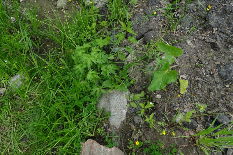 Ranunculus grandifolius