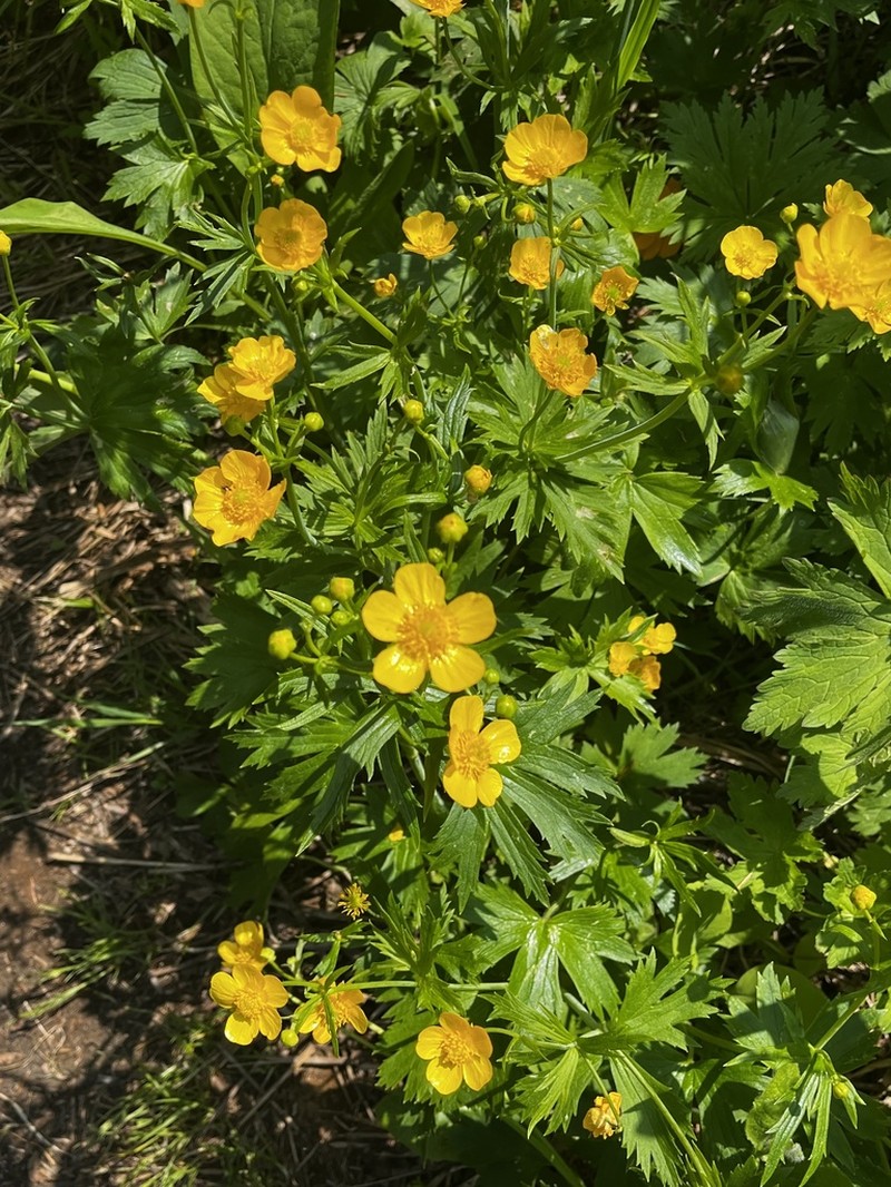 Ranunculus grandifolius photo 2