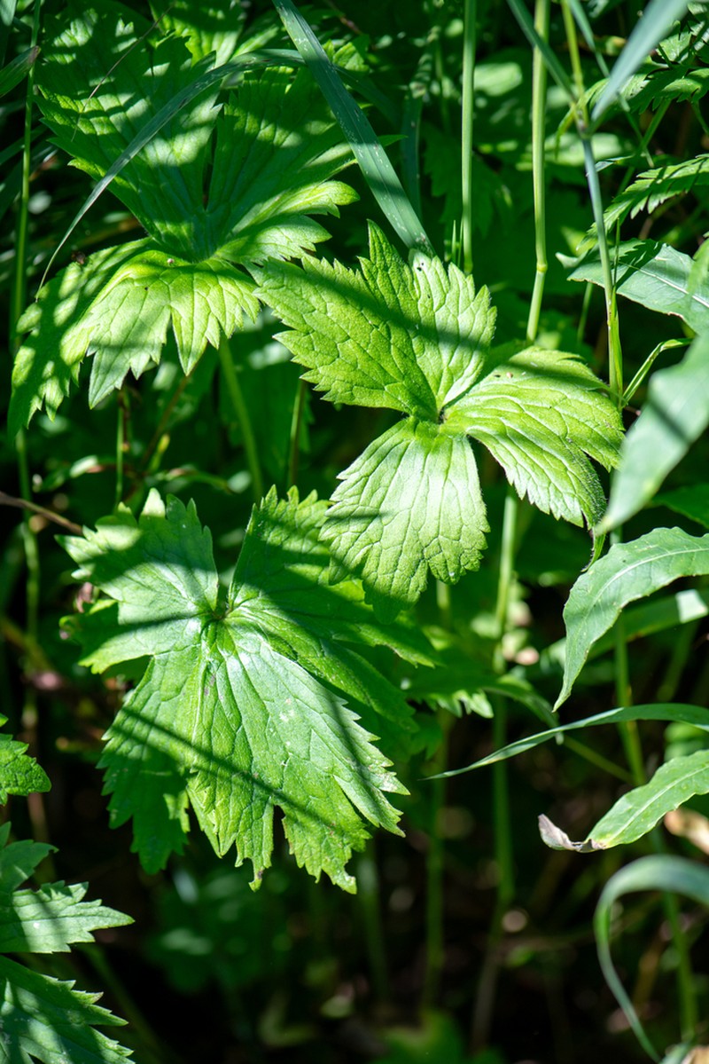 Ranunculus grandifolius photo 3