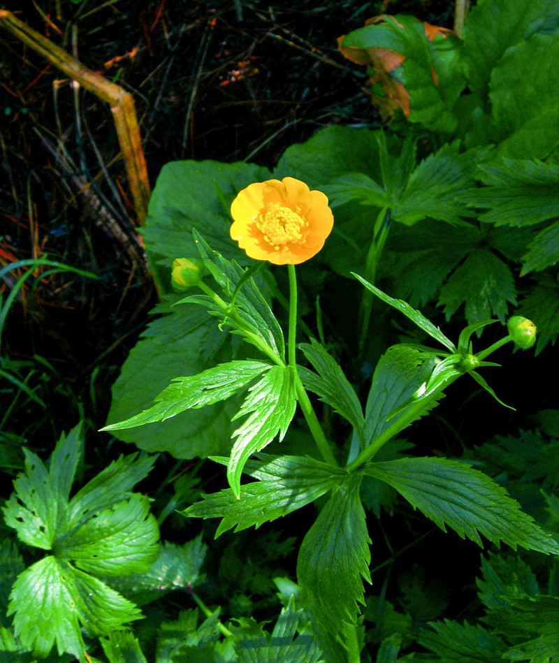 Ranunculus grandifolius photo 4
