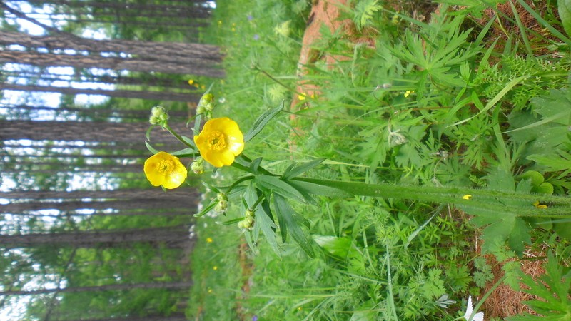 Ranunculus grandifolius photo 5