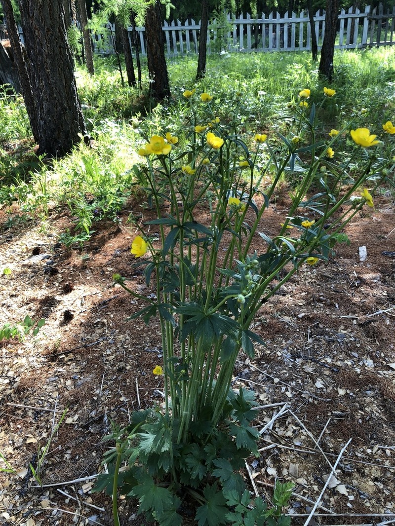 Ranunculus grandifolius photo 6