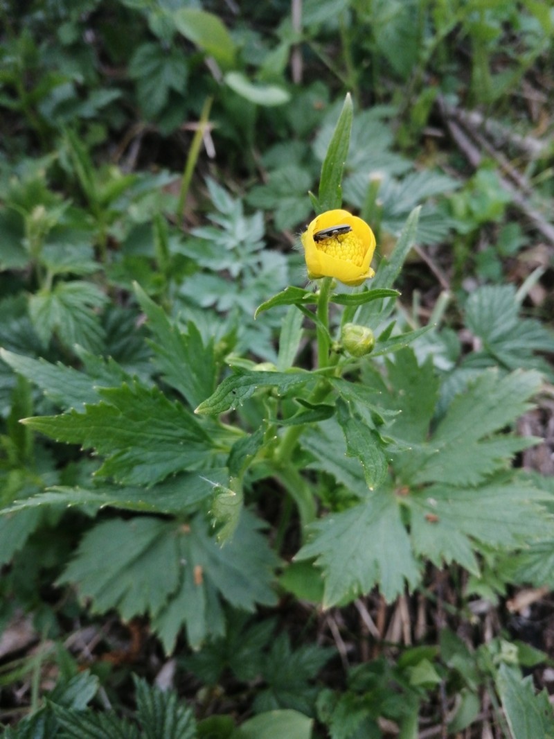 Ranunculus grandifolius photo 7