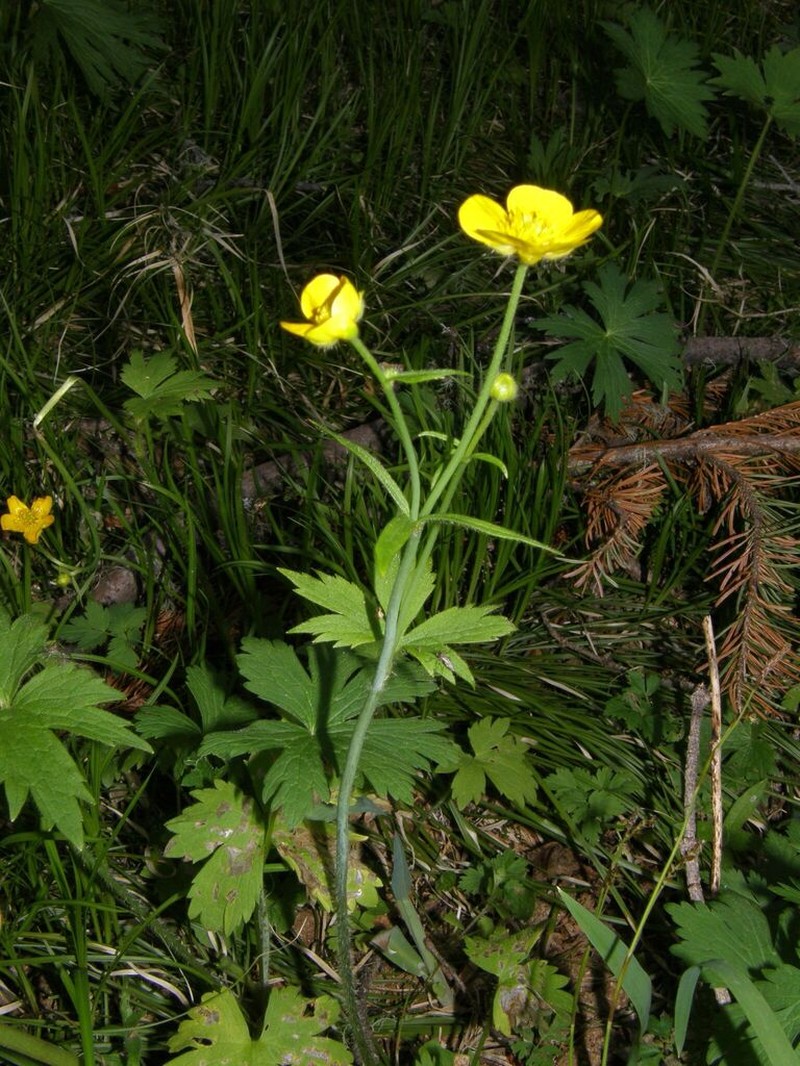 Ranunculus grandifolius photo 8