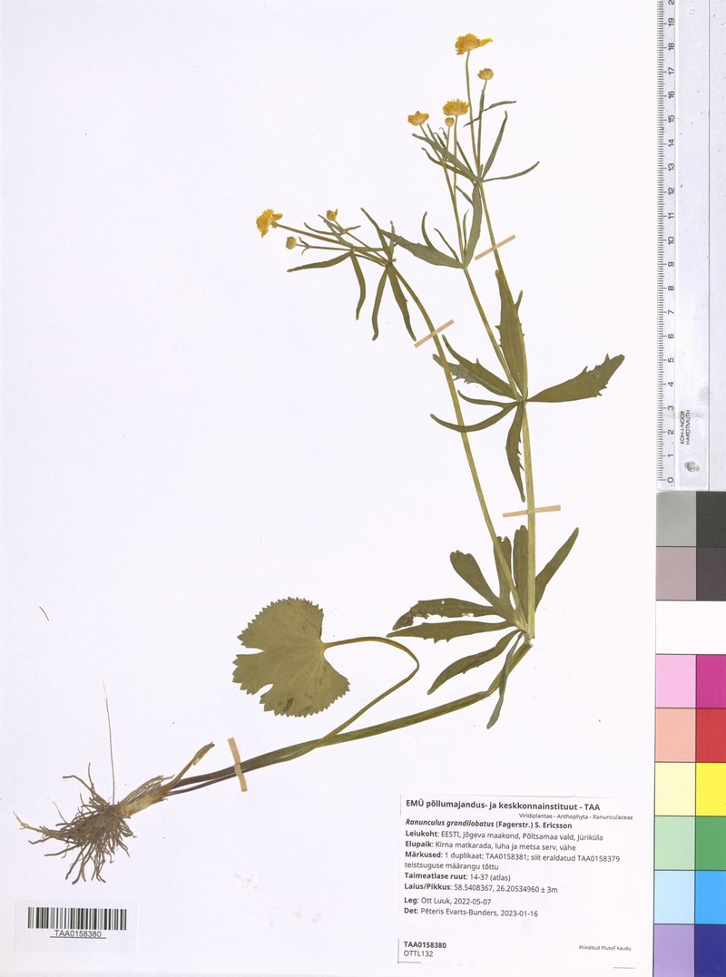 Ranunculus grandilobatus