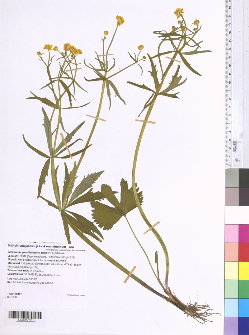 Ranunculus grandilobatus photo 2