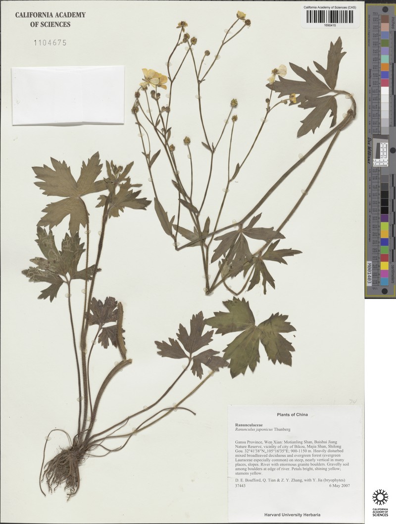 Ranunculus grandis photo 2