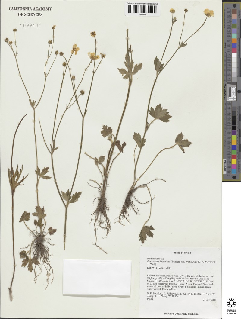 Ranunculus grandis photo 3