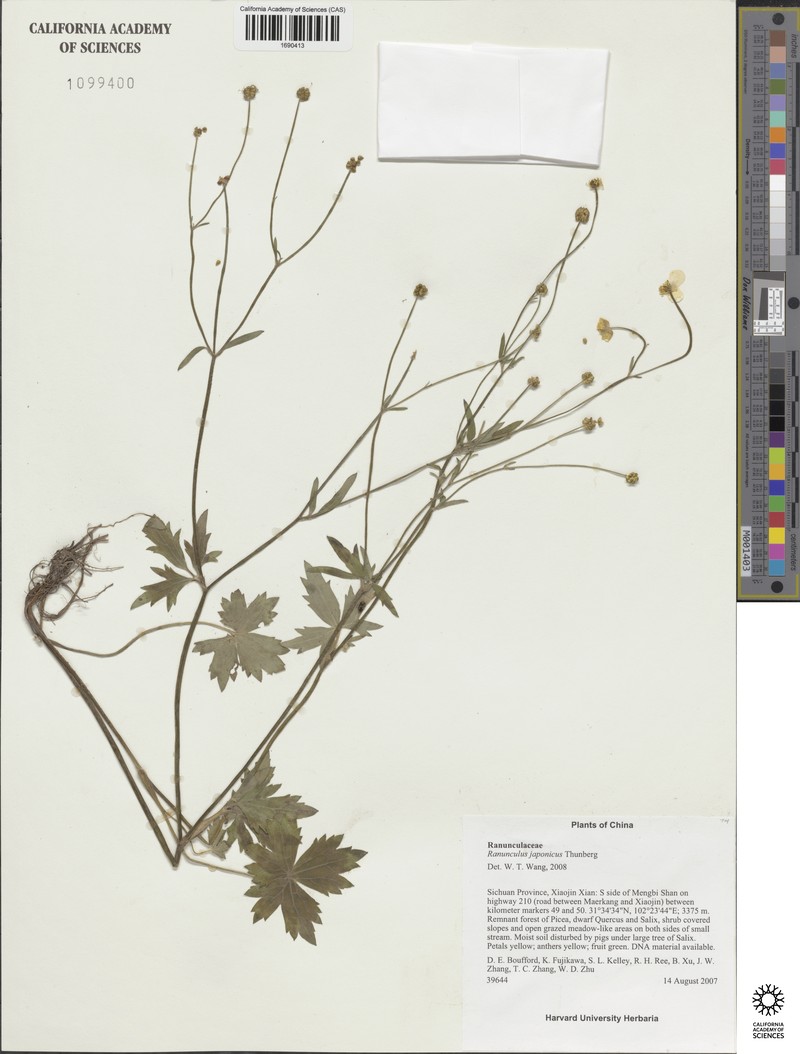 Ranunculus grandis photo 4