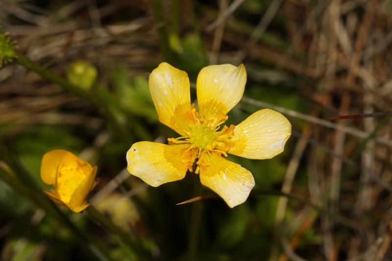 Ranunculus graniticola