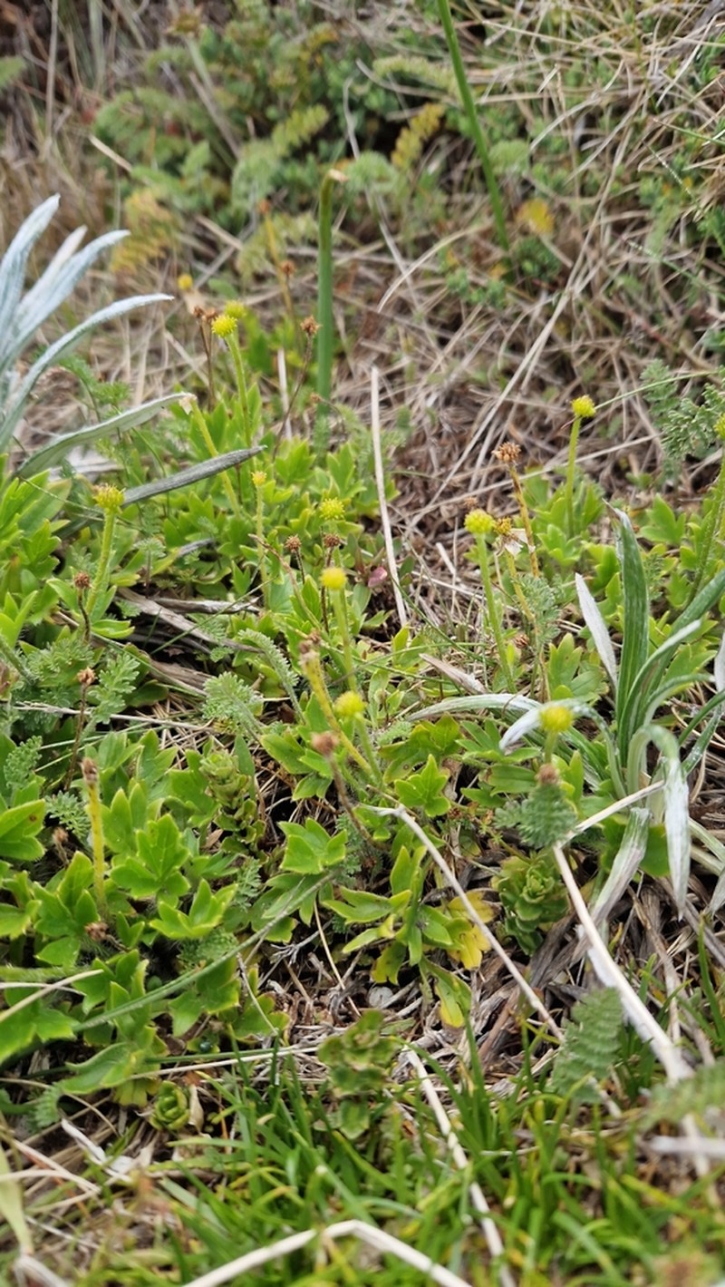 Ranunculus graniticola photo 2