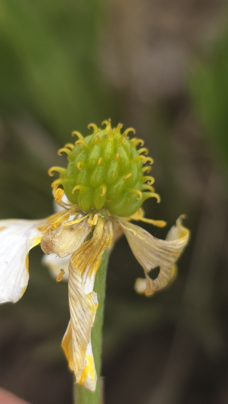 Ranunculus graniticola photo 3
