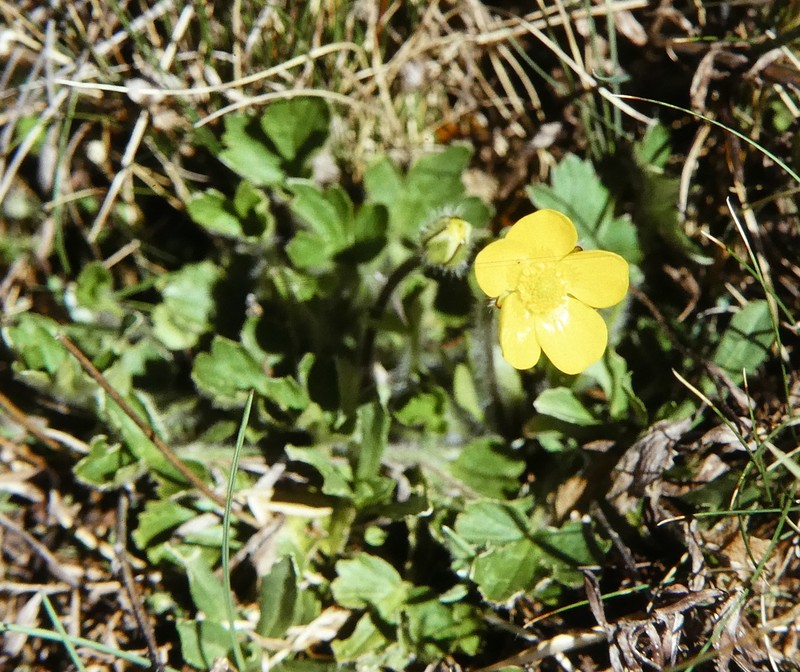Ranunculus graniticola photo 4