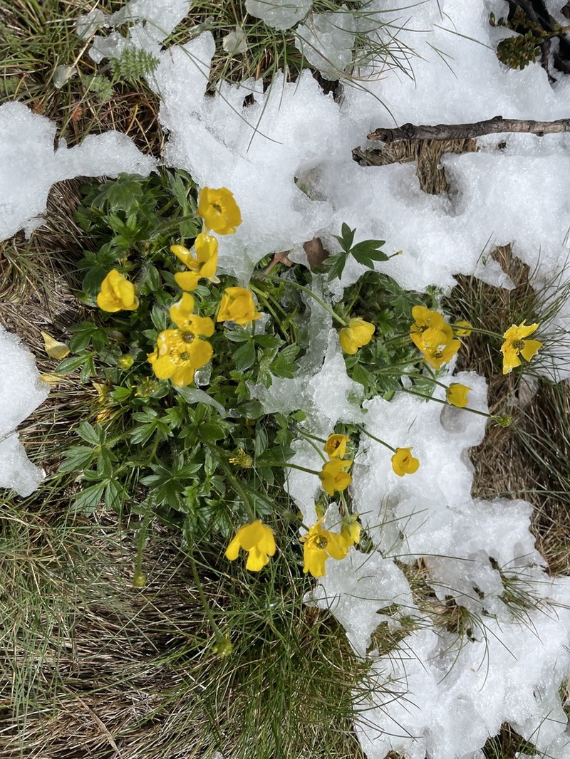 Ranunculus graniticola photo 5
