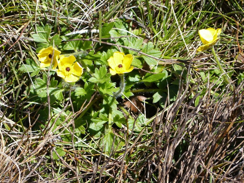 Ranunculus graniticola photo 6