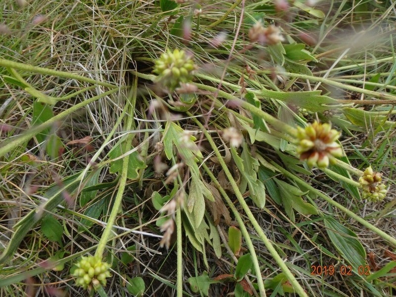 Ranunculus graniticola photo 7