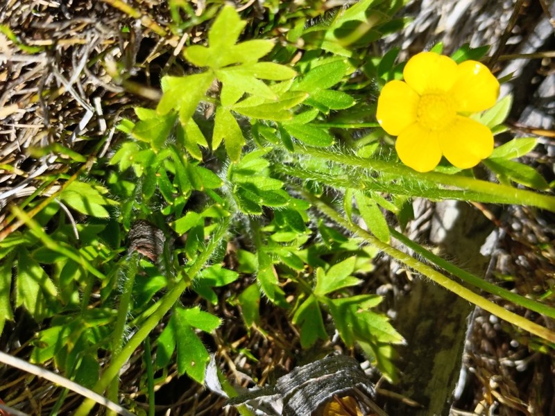 Ranunculus graniticola photo 8