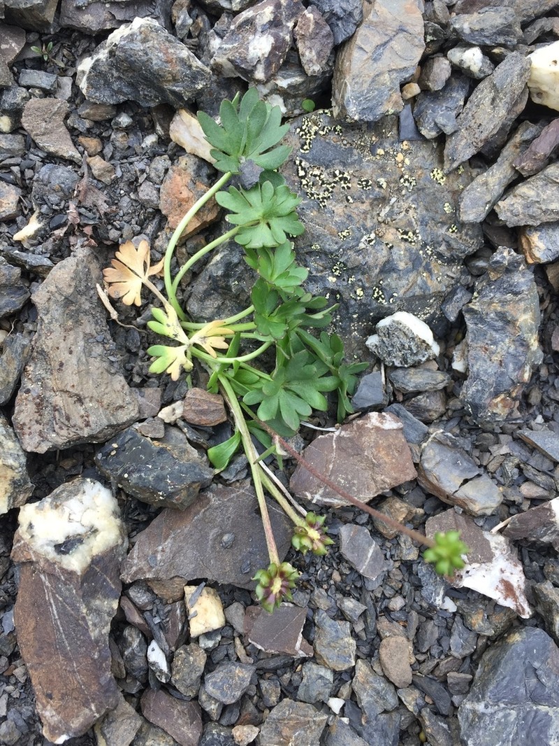 Wetslope Buttercup