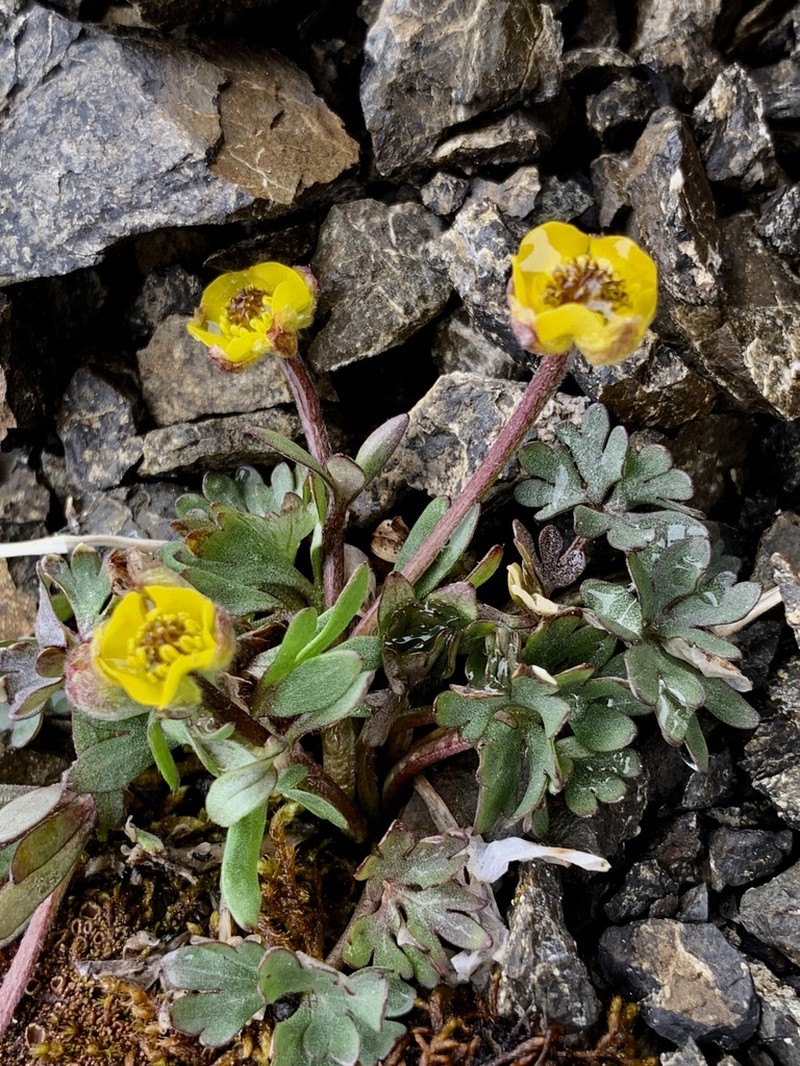 Wetslope Buttercup photo 2