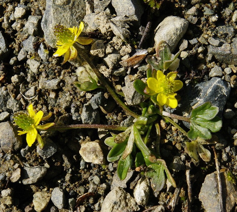 Wetslope Buttercup photo 4