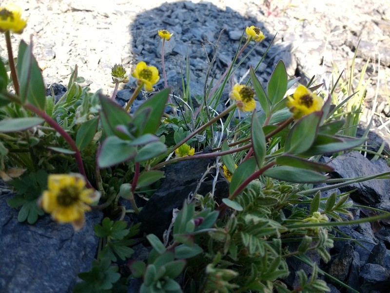 Wetslope Buttercup photo 5