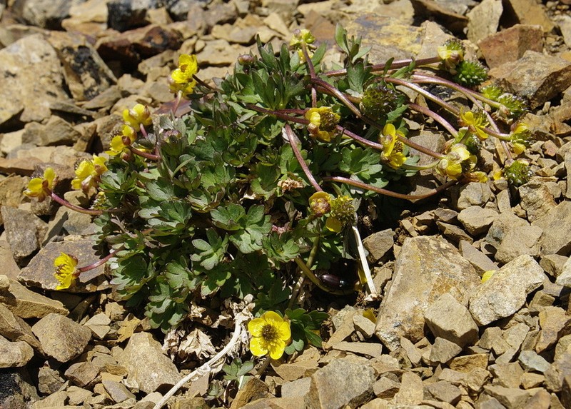 Wetslope Buttercup photo 7