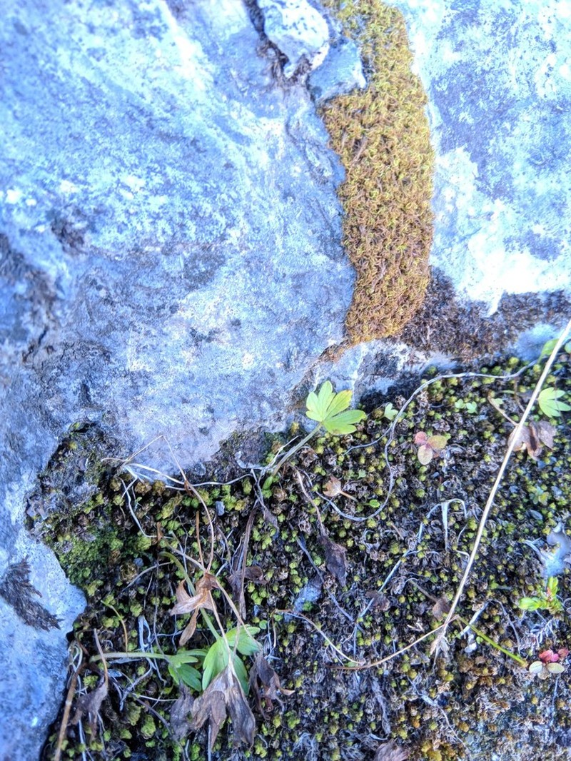 Wetslope Buttercup photo 8