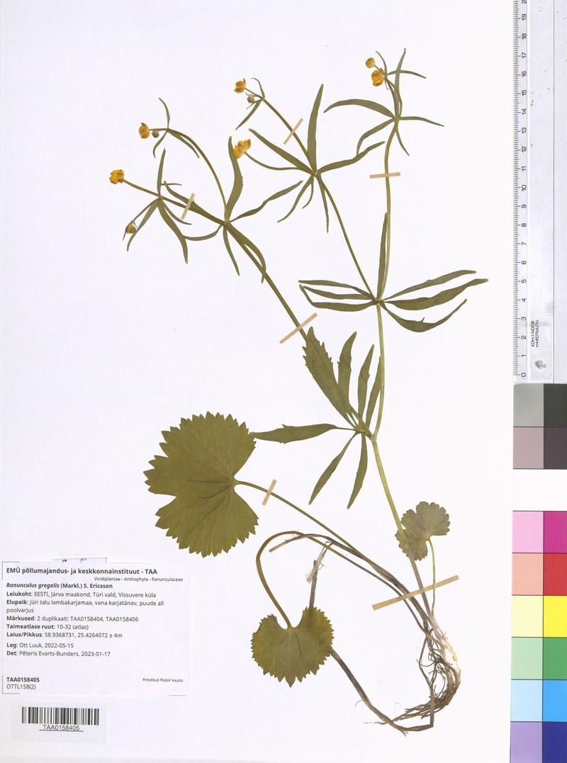 Ranunculus gregalis