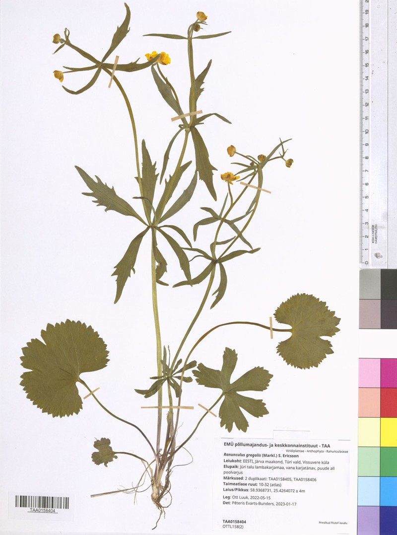 Ranunculus gregalis photo 2