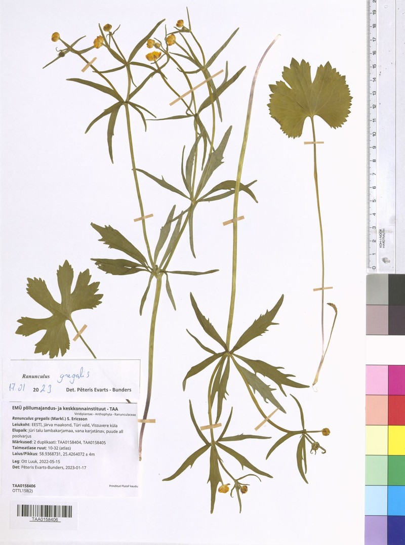Ranunculus gregalis photo 3