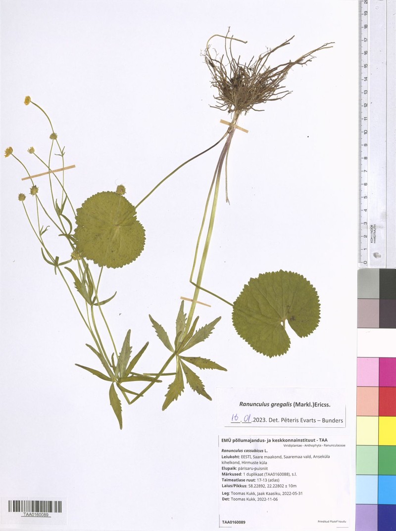 Ranunculus gregalis photo 4