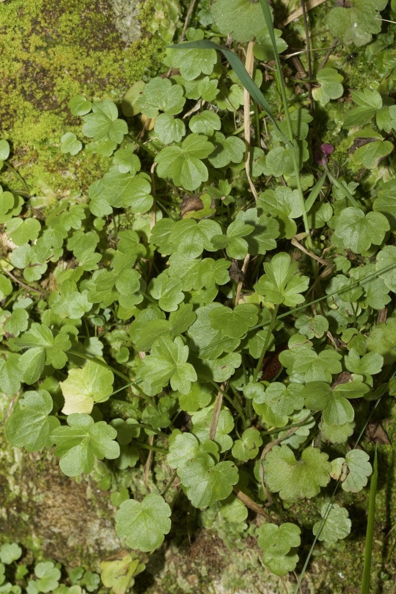 Ranunculus gregarius