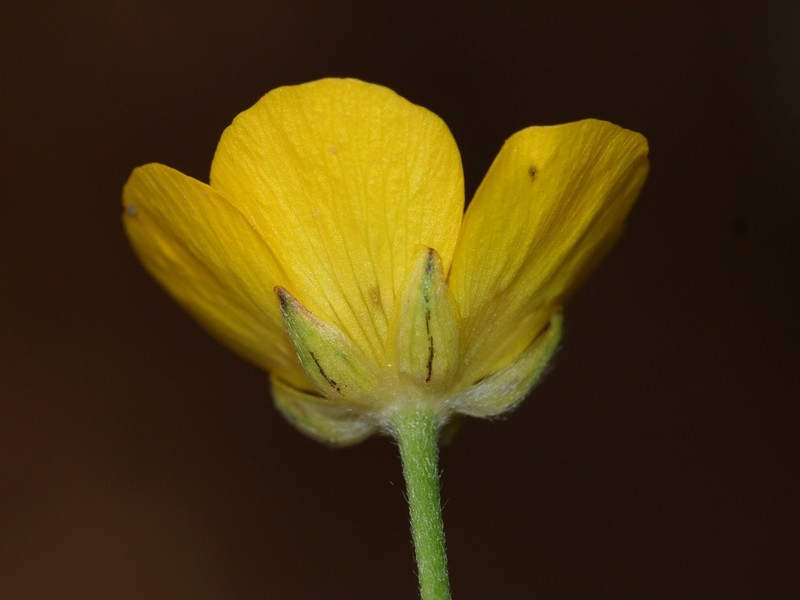 Ranunculus gregarius photo 3