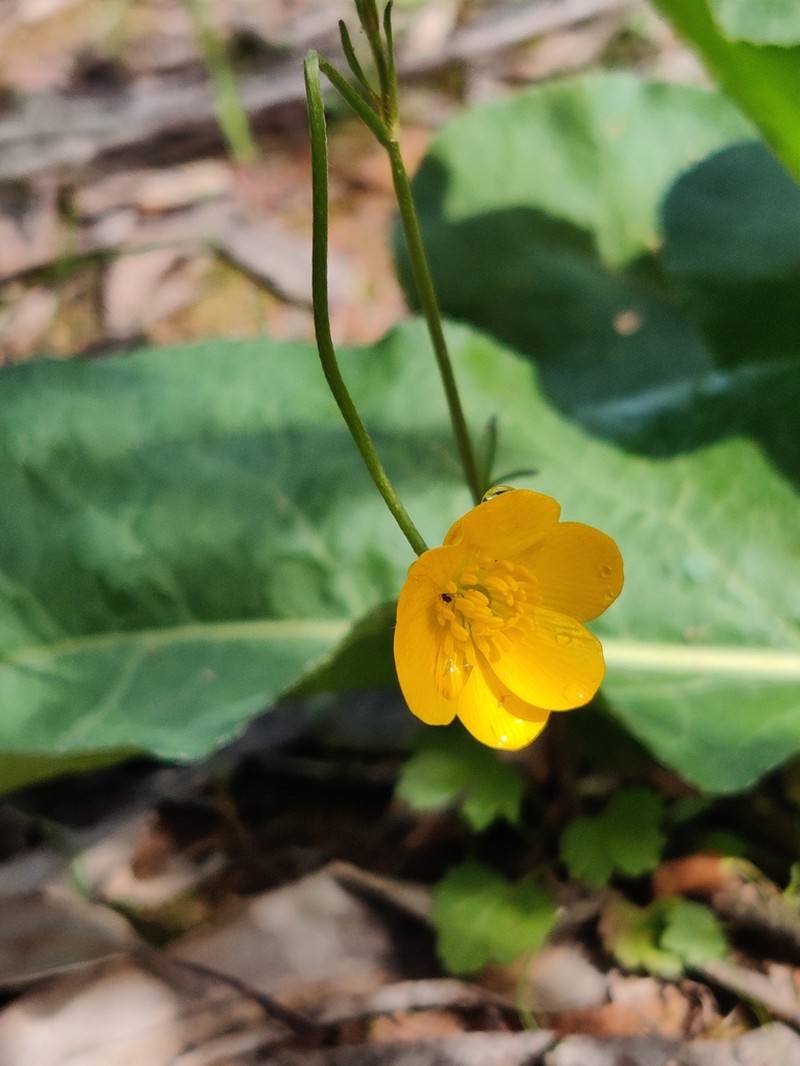 Ranunculus gregarius photo 4