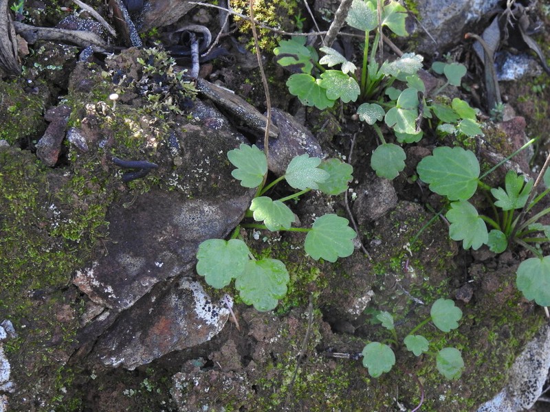 Ranunculus gregarius photo 5