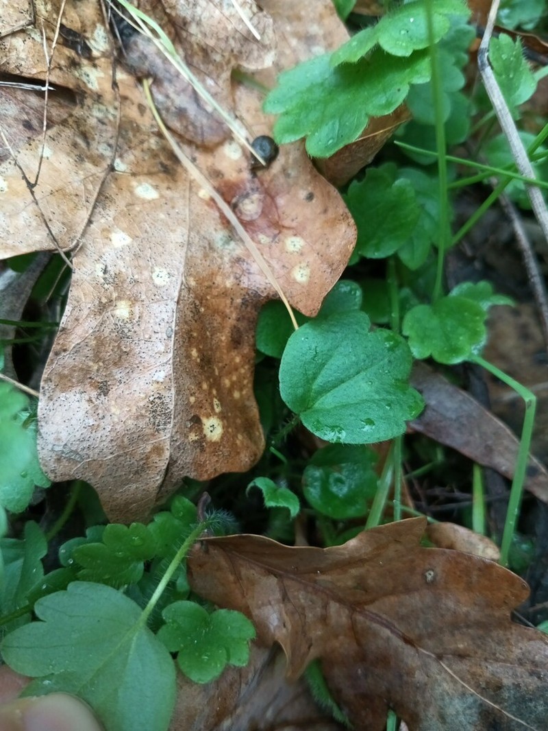 Ranunculus gregarius photo 6