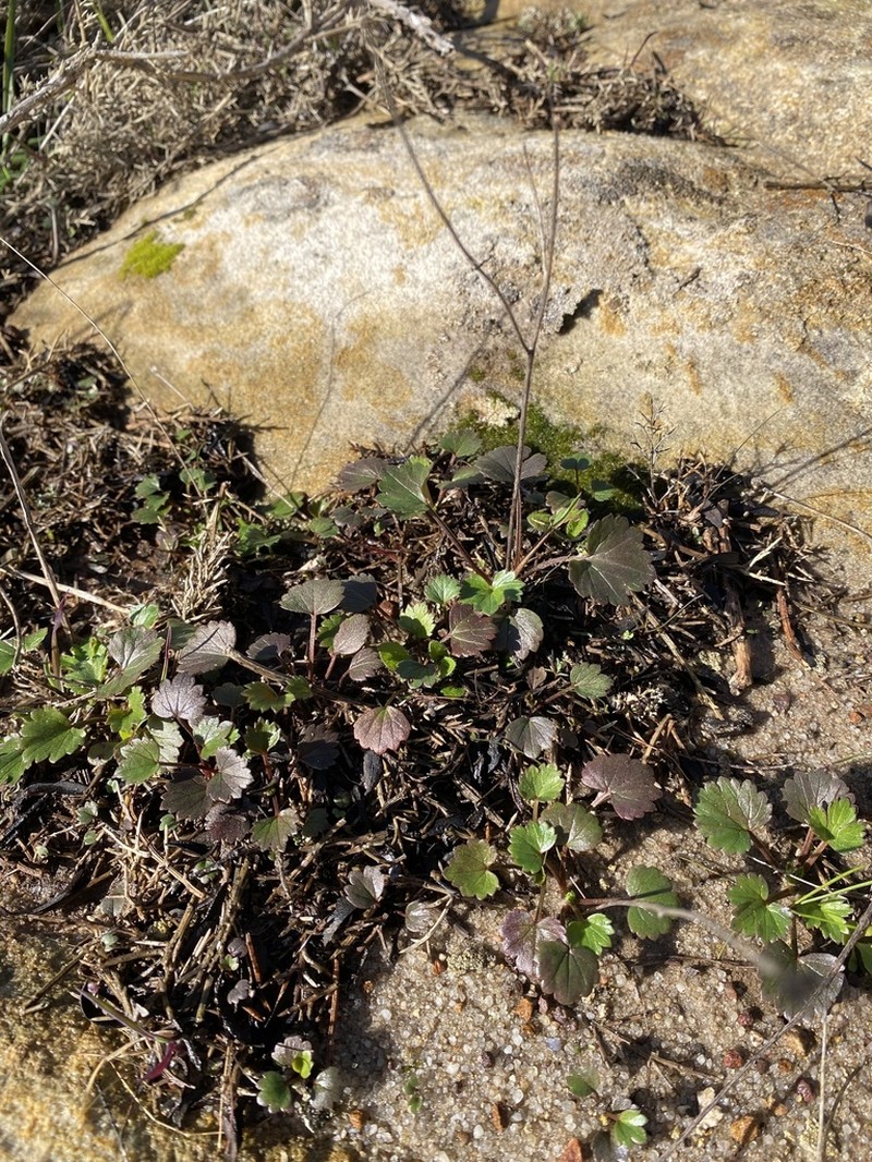 Ranunculus gregarius photo 8