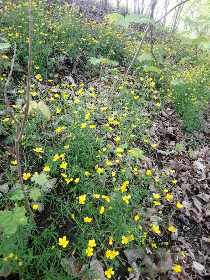 Ranunculus gryphum