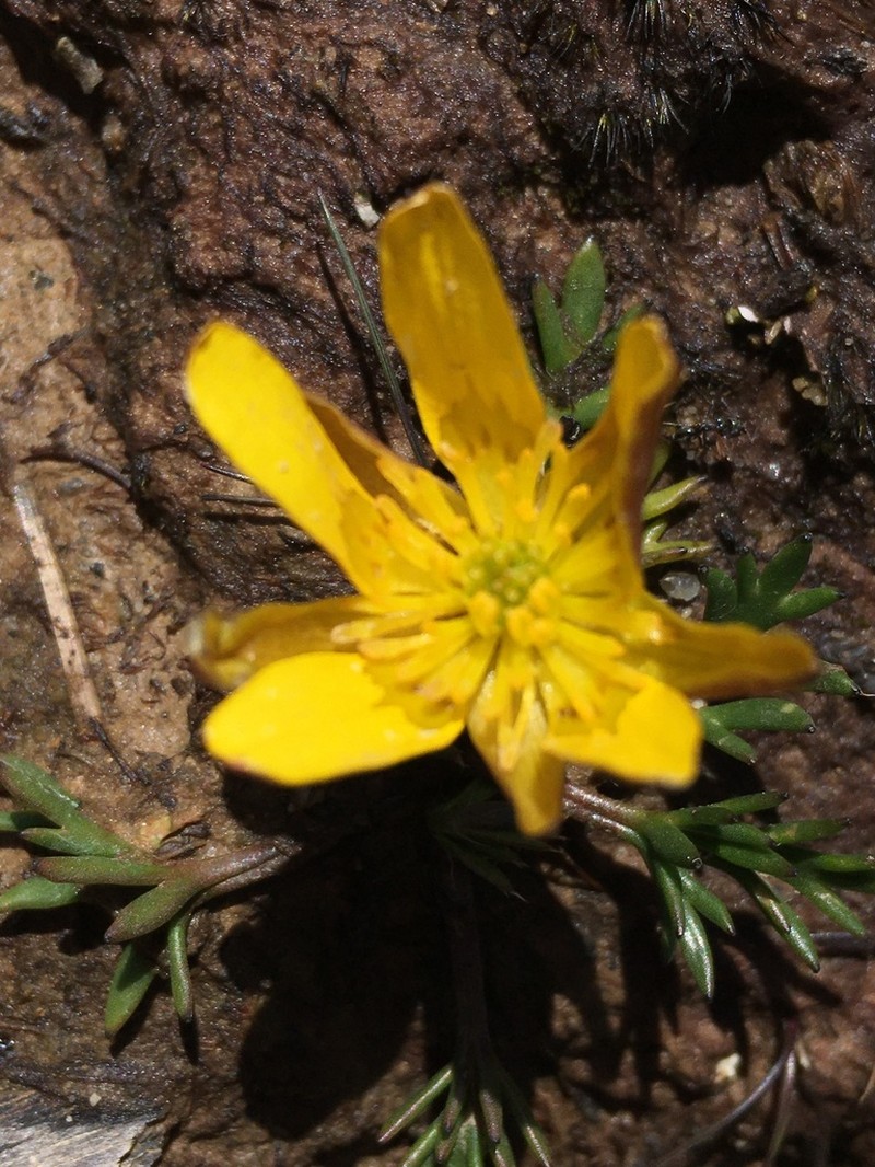 Ranunculus gunnianus