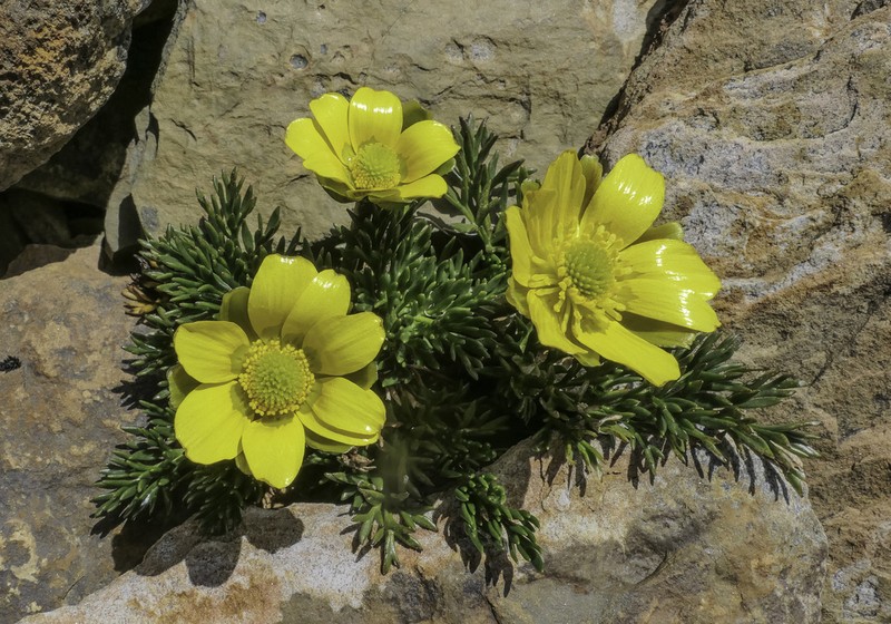 Ranunculus gunnianus photo 2