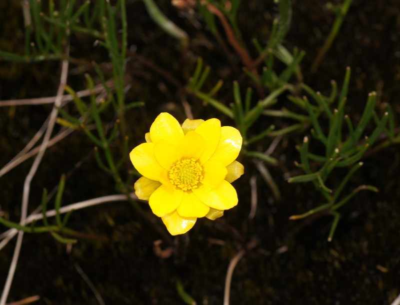 Ranunculus gunnianus photo 3