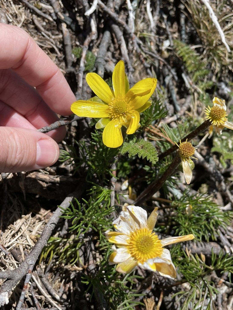 Ranunculus gunnianus photo 4