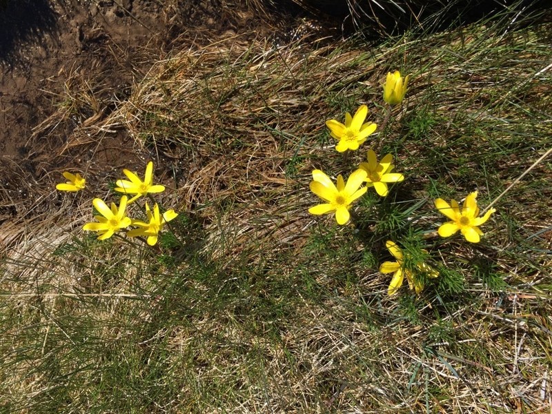 Ranunculus gunnianus photo 5