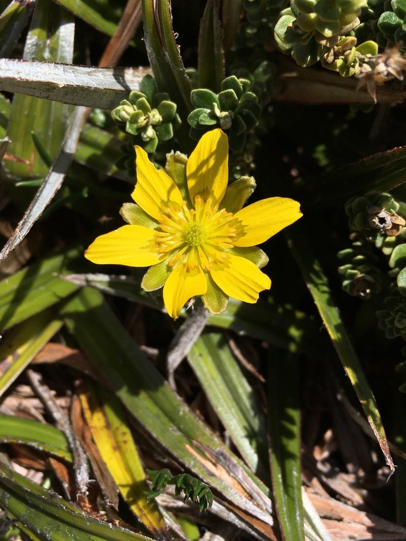 Ranunculus gunnianus photo 6