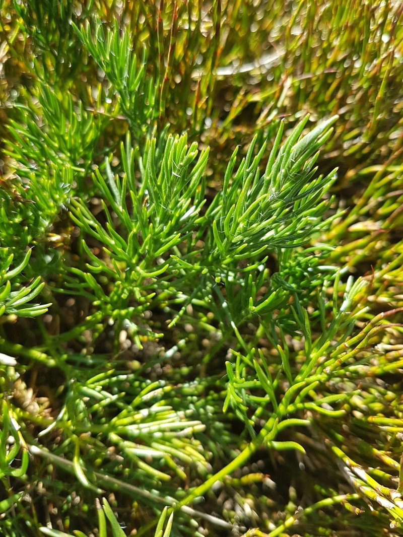 Ranunculus gunnianus photo 7