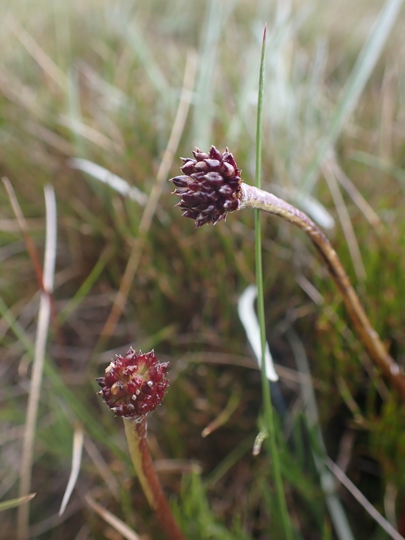 Ranunculus gunnianus photo 8