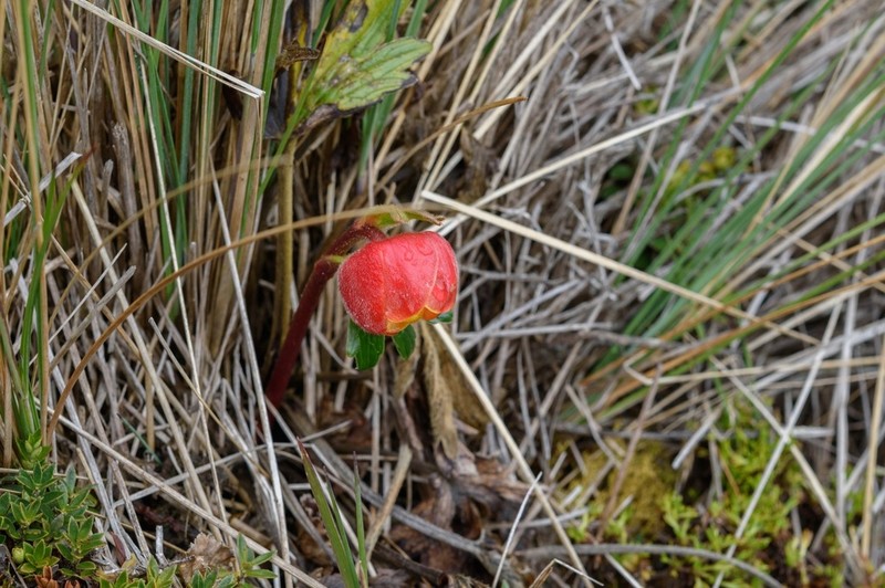 Ranunculus gusmanii