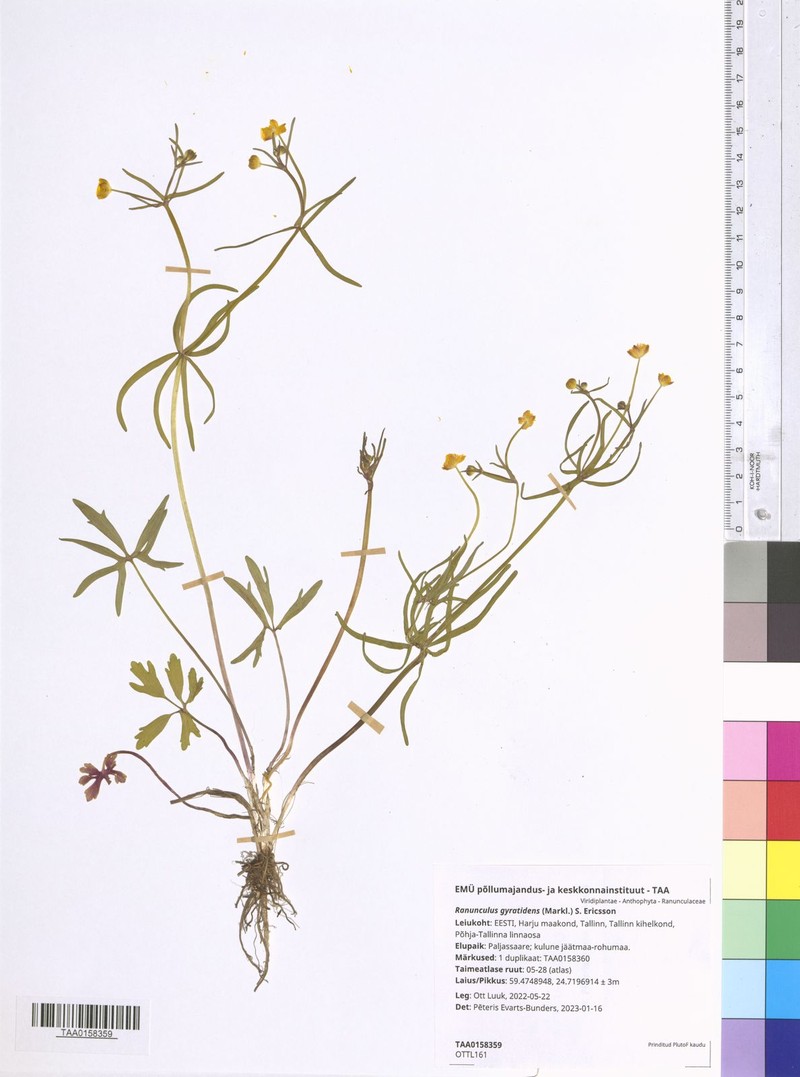 Ranunculus gyratidens