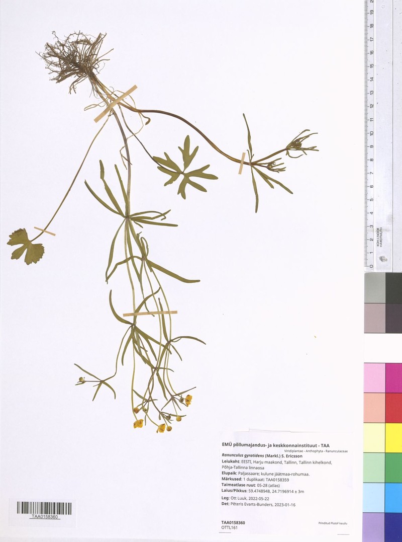 Ranunculus gyratidens photo 2